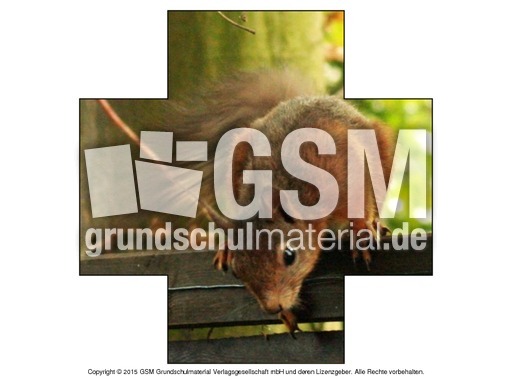 Formen-Eichhörnchen-Fotos-2.pdf